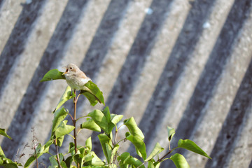 Wall Mural - A portrait of a brown juvenile red-backed shrike with open beak while sitting at the top of a tree, a roof made of asbestos-cement sheets in the background