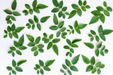 Fototapeta  - seamless background with green leaves