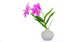 Closeup Tropical Fresh Purple Orchid Flower With Water Dew Drops In Small Vase Isolated On White Background. Spring And Summer Concept. Space For Text And Content.