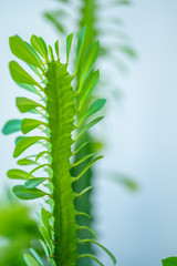 Wall Mural - Close up of house plant branch with leaves in sunlight