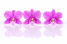 Three Tropical Fresh Purple Orchid Flowers With Water Dew Drops And Shadow Isolated On White Background. Spring And Summer Concept. 