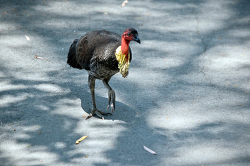 Wall Mural - the bush turkey is in search of food