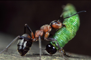 Ameise trägt Raupe oder Larve eines Insekts