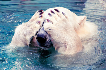 large polar bear swimming in cold water