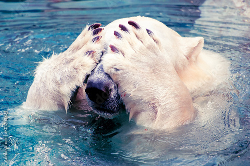 Cuadros en Lienzo Large polar bear swimming in cold water