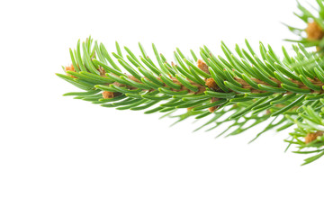 fresh spruce green branch isolated on white