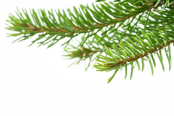 fresh spruce green branch isolated on white