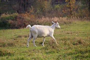 Wall Mural - nanny-goat