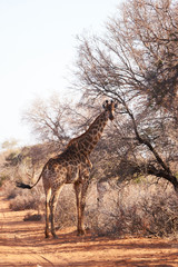 giraffe stands at tree by the road