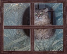 Portrait Beautiful Gray Kitty Behind The Frost Window