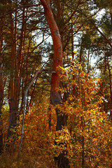 autumn forest of coniferous and deciduous in the light of the sun