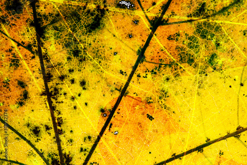 autumn leaf in the detail