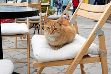 Red Cat On A White Pillow At The Table
