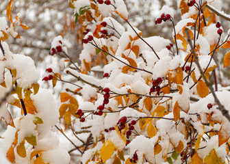 white garden flower. beautiful bush in the garden