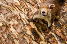 Curiosity Squirrel Hanging On The Tree Close Up Animal Picture