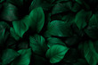 Leinwandbild Motiv  leaves of Spathiphyllum cannifolium, abstract green texture, nature background, tropical leaf 