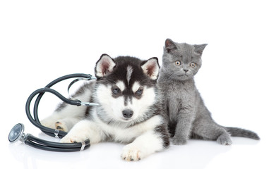 Wall Mural - Siberian Husky puppy with stethoscope on his neck lies with a british kitten. isolated on white background