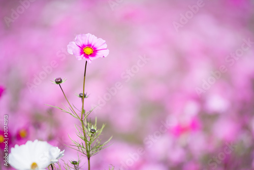 コスモス畑を背景にした一輪のコスモスの花 Stock Photo Adobe Stock