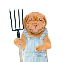 Poster - Smiling puppy farmer wearing a overalls holds pitchfork. isolated on white background