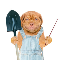 Poster - Smiling puppy farmer wearing a blue overalls holds shovel and points away on empty space. isolated on white background