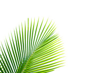 Tropical Palm Leaf Background, Coconut Palm Trees Perspective View