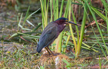 A Green Heron Standing In A Swamp.