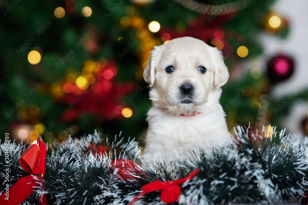 55+ Golden Retriever Christmas