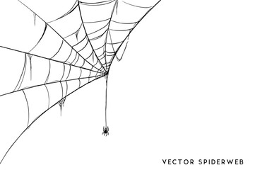 Wall Mural - Halloween spider web and spiders isolated on white background