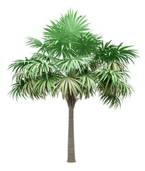 Wall Mural - thatch palm tree isolated on white background