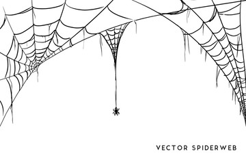 Wall Mural - Halloween spider web and spiders isolated on white background