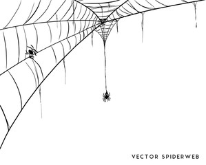 Wall Mural - halloween spider web and spiders isolated on white background