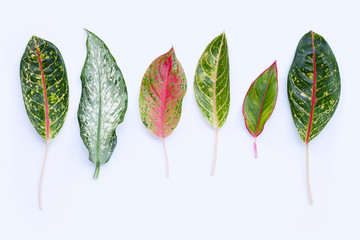 aglaonema leaves isolated on white