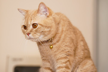 Scottish fold orange color ginger cat at home.