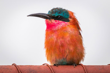 southern carmine bee-eater, madikwe game reserve, south africa.
