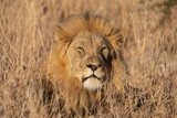 Fototapeta Sawanna - Resting lion male in South Africa