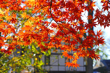 Wall Mural - Red foliage of a Japanese Maple tree in the fall