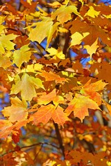 Wall Mural - Colorful golden and red foliage of a maple tree in autumn