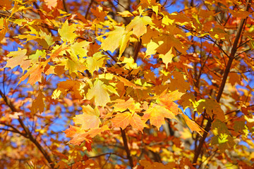 Wall Mural - Colorful golden and red foliage of a maple tree in autumn