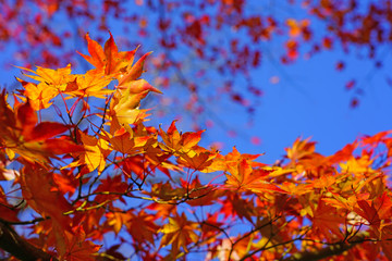 Wall Mural - Red foliage of a Japanese Maple tree in the fall