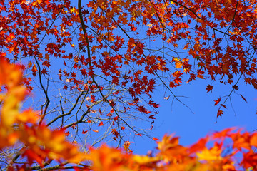Wall Mural - Red foliage of a Japanese Maple tree in the fall