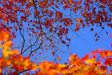 Wall Mural - Red foliage of a Japanese Maple tree in the fall