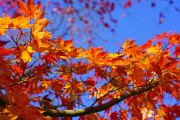 Wall Mural - Red foliage of a Japanese Maple tree in the fall