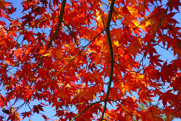 Wall Mural - Red foliage of a Japanese Maple tree in the fall