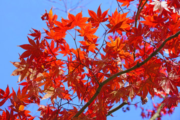 Wall Mural - Red foliage of a Japanese Maple tree in the fall