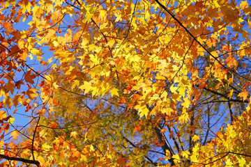 Wall Mural - Colorful golden and red foliage of a maple tree in autumn