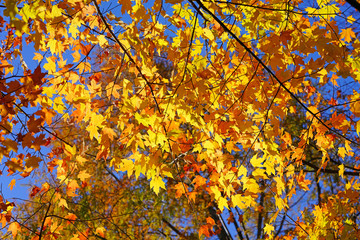 Wall Mural - Colorful golden and red foliage of a maple tree in autumn