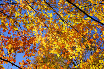 Wall Mural - Colorful golden and red foliage of a maple tree in autumn