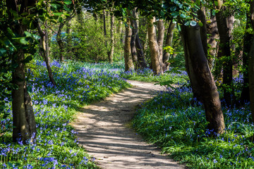 Woodland in Crosby, Liverpool