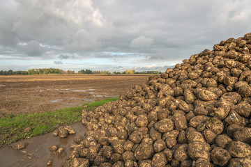 Poster - Recently harvested sugar beets waiting for transport