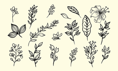 Poster - set of floral elements for design, leaf lineart for classic and romatic design, hand drawn flower vector collection
